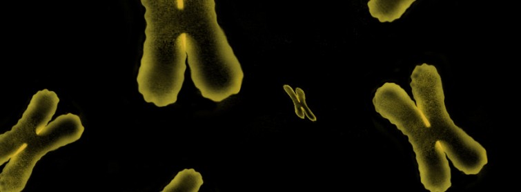 Human Chromosome 2: Proof of Evolution or Creation?